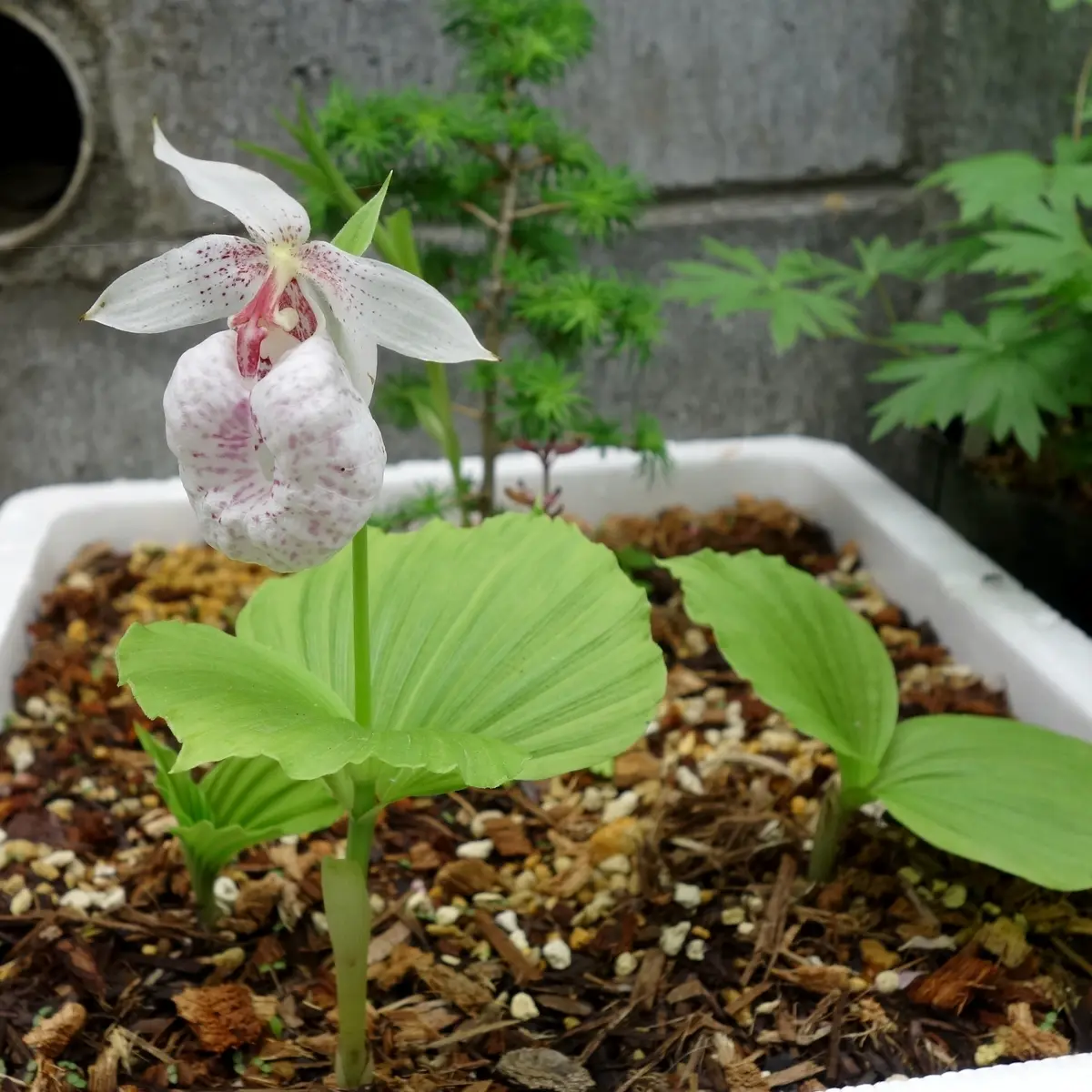 野生ランコーナー｜園芸日記byBluePoppy｜みんなの趣味の園芸
