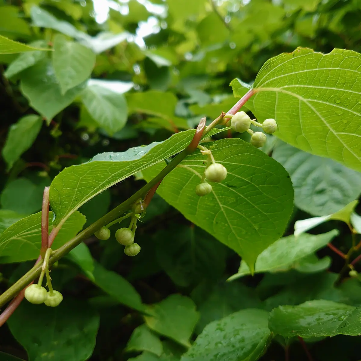 マタタビの白い葉っぱ(*ﾟ∀ﾟ)｜園芸日記byことだま｜みんなの趣味の