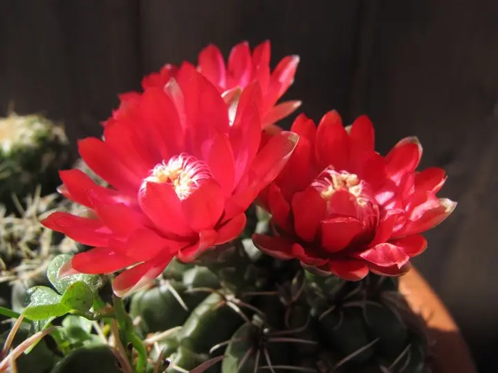 サボテンの赤い花｜園芸日記byカラミント｜みんなの趣味の園芸｜1086997