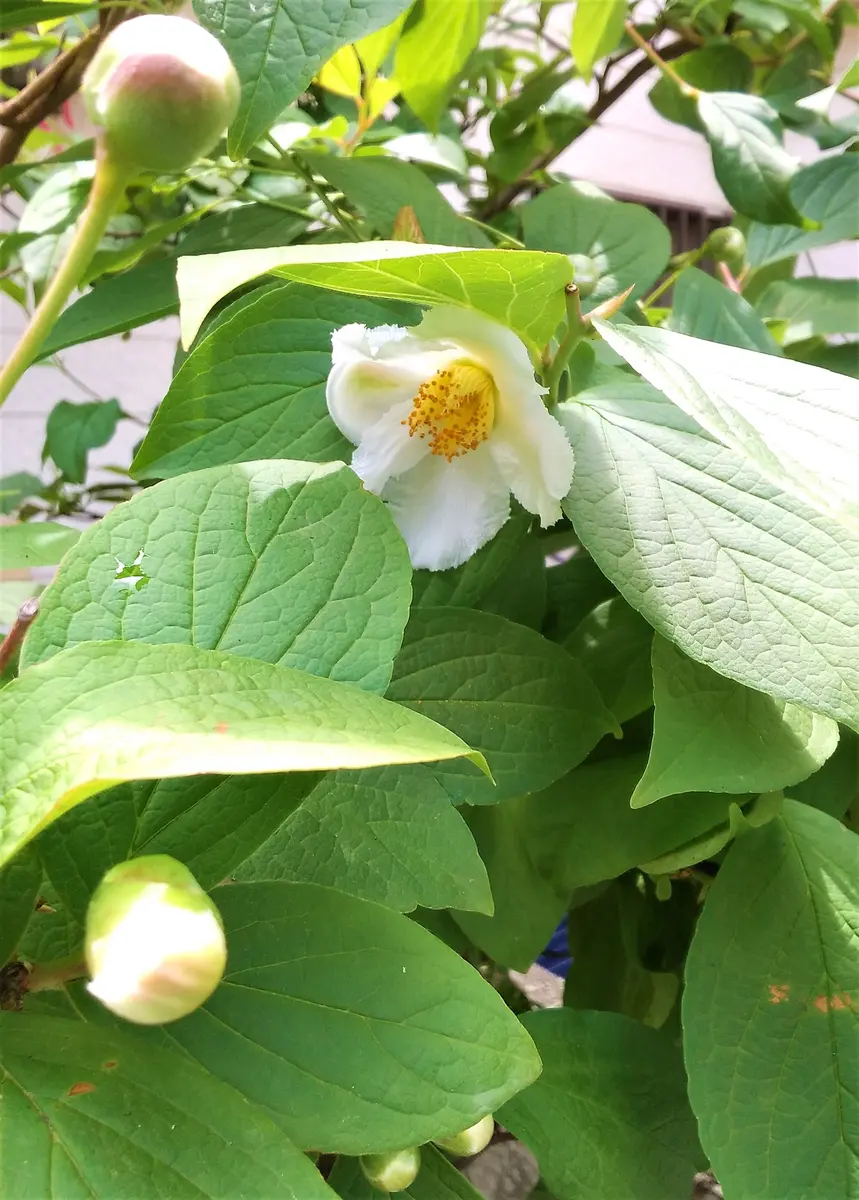 沙羅双樹の花の色。｜園芸日記byずこちゃん｜みんなの趣味の園芸｜1087049