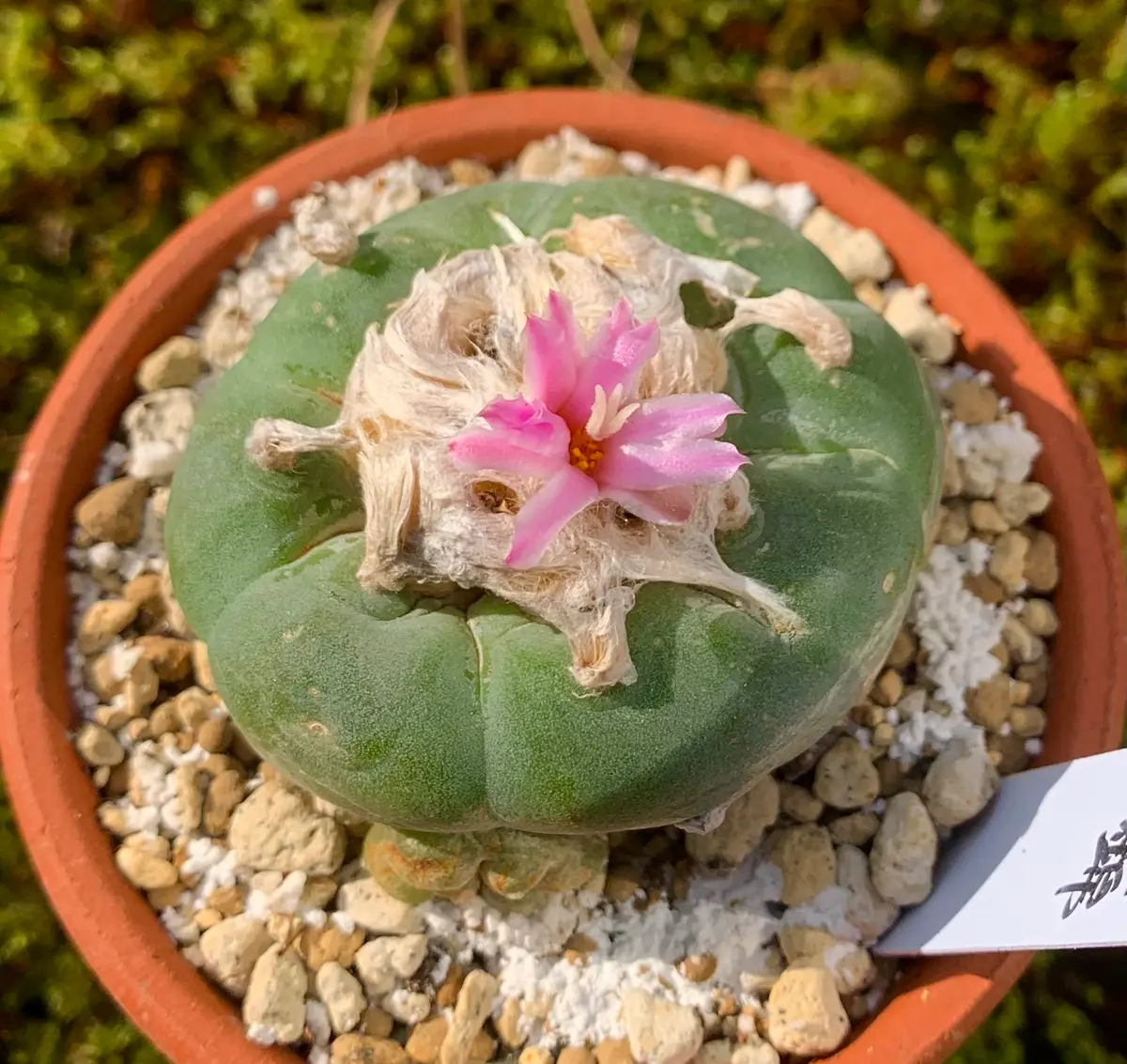 ロフォフォラ属銀冠玉錦が開花しました。｜園芸日記byK110