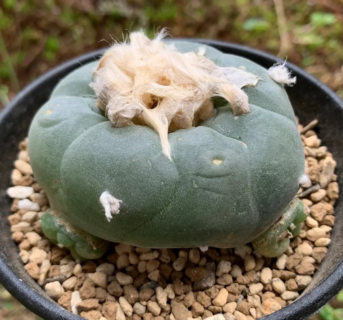 ロフォフォラ属銀冠玉錦が開花しました。｜園芸日記byK110｜みんなの