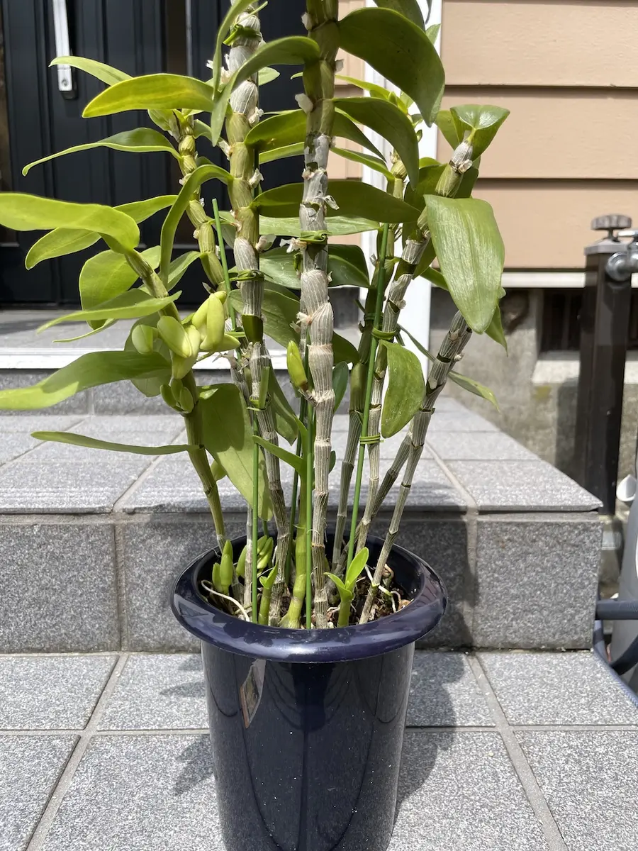 デンドロビウムが3日で満開(ﾟДﾟ;)&夜来香が枯れるとこだった : のばらのガーデニングブログ Hana and Rose Garden+  Powered by ライブドアブログ