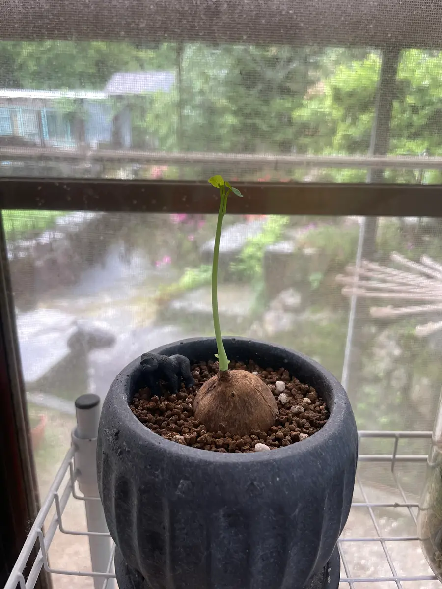 ユーフォルビア峨眉山親株細川政己セット