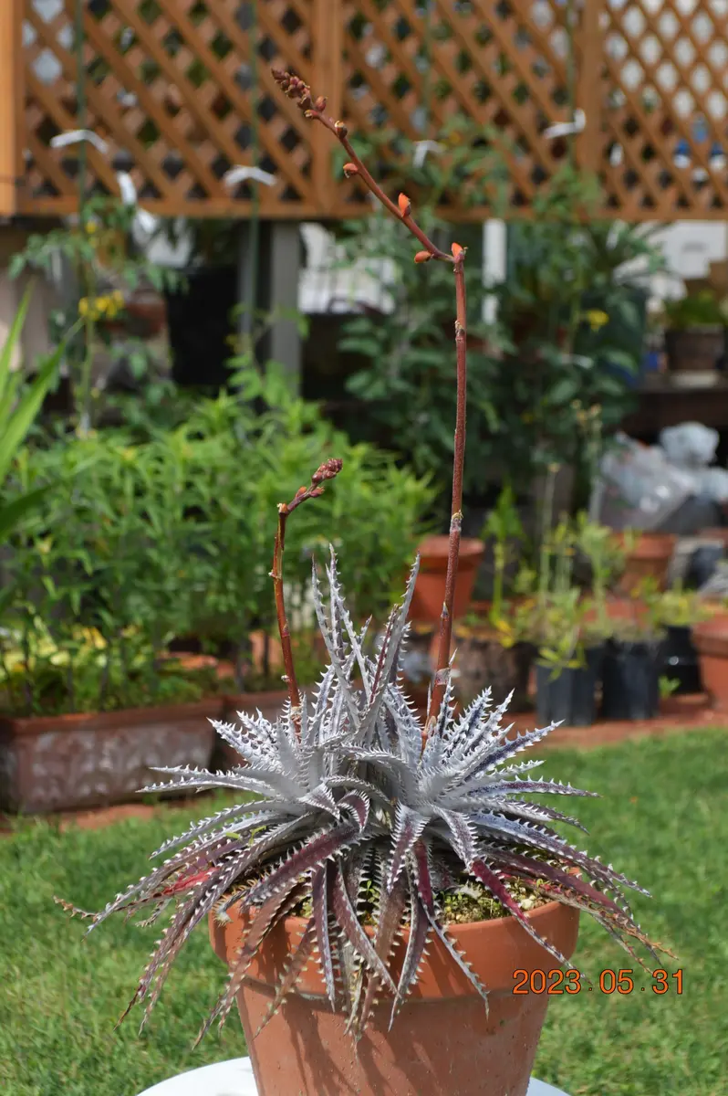 ディッキアの植え替え・ヘブンアンドヘル｜園芸日記by鹿せんべい