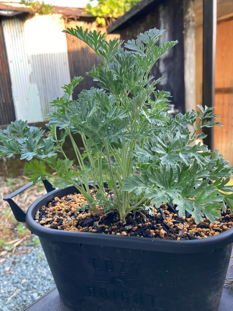 ウォームウッド様確認用