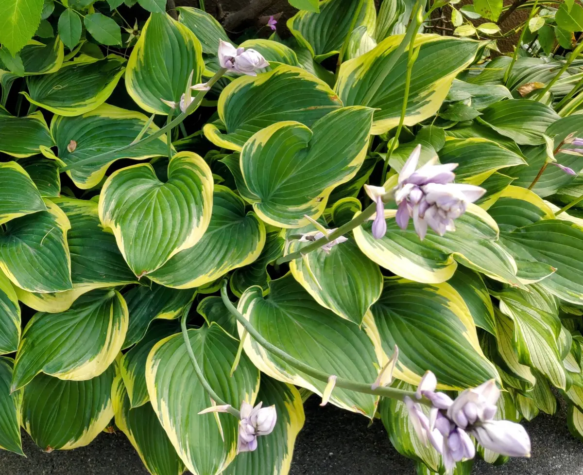 ギボウシ 寒河江の花が咲いてきました。|園芸日記byLemon Lemon ギボウシ 寒河江の花が咲いてきました。|園芸日記byLemon Lemon