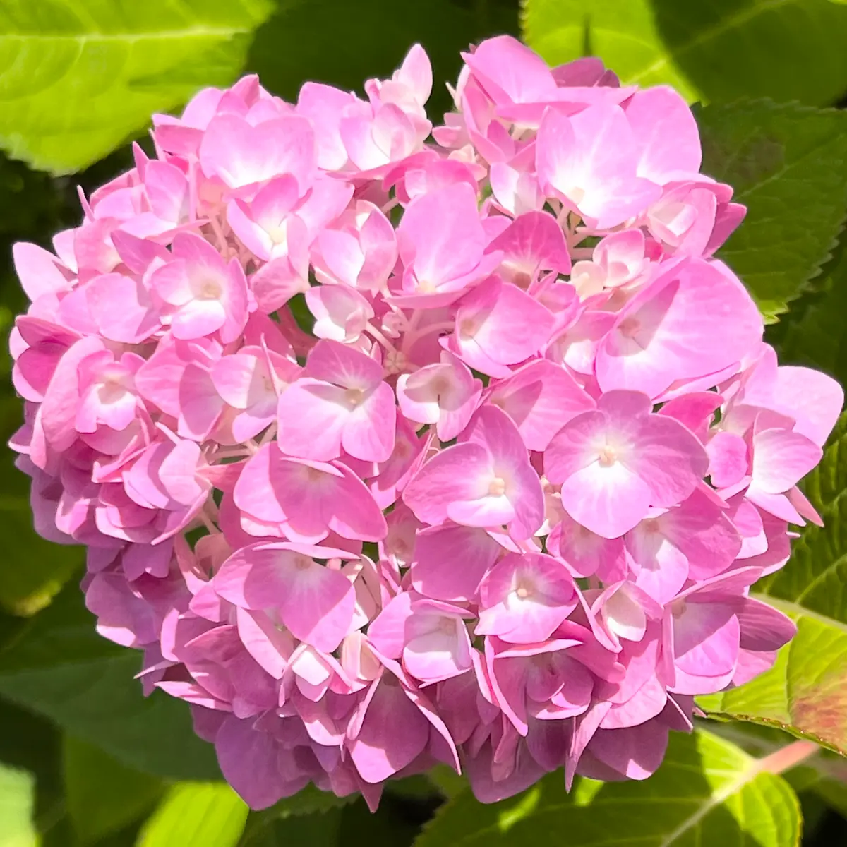 アジサイですが、ひとつの枝から2種類合体した様な花が咲いてい