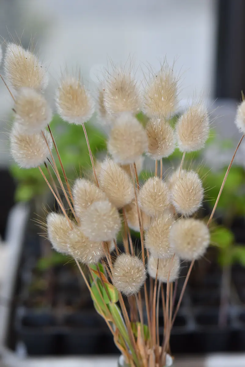ラグラスバニーテール種子蒔きドライフラワー｜園芸日記by赤い