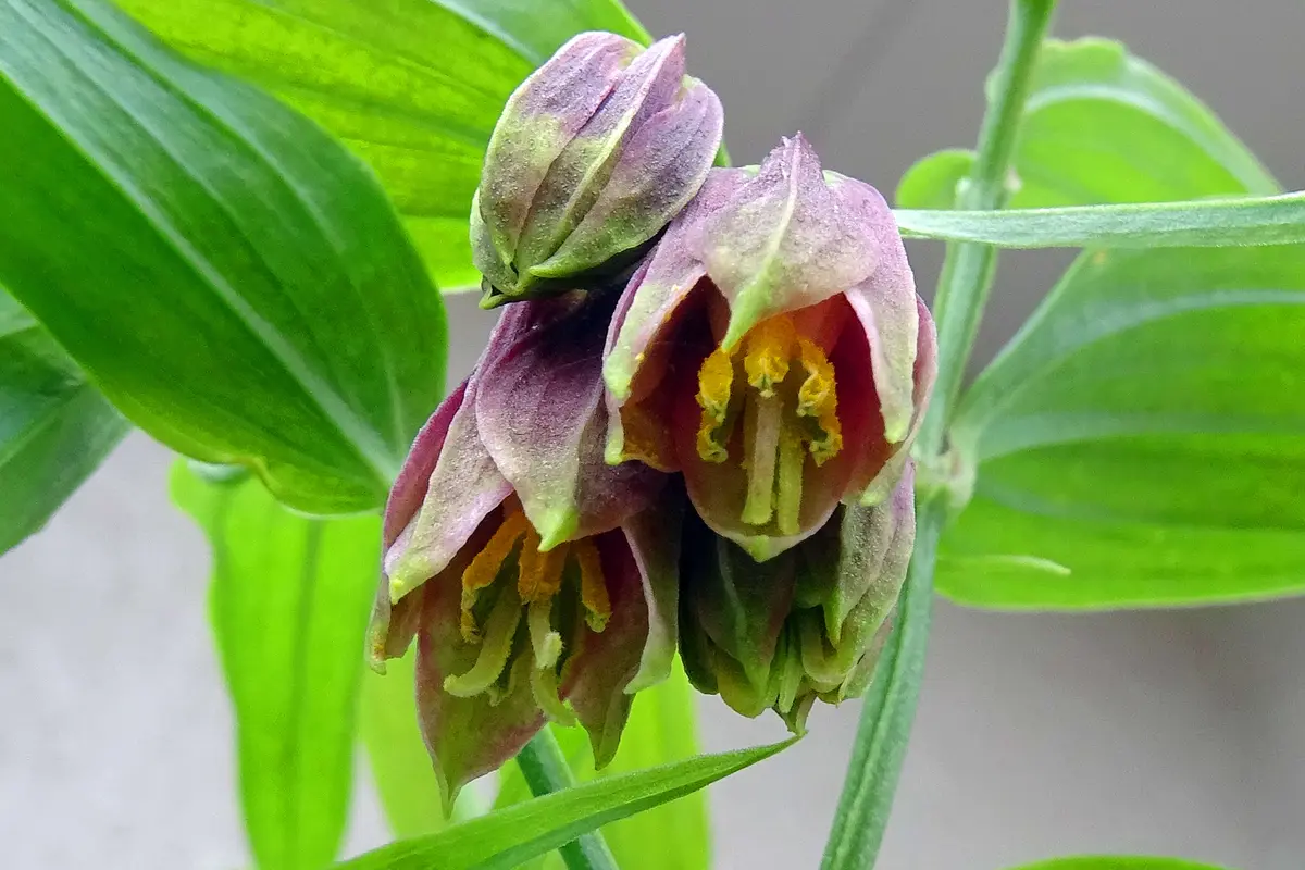 花の花芯を覗いてみると、明日が見えるのかい？｜園芸日記byKite.com