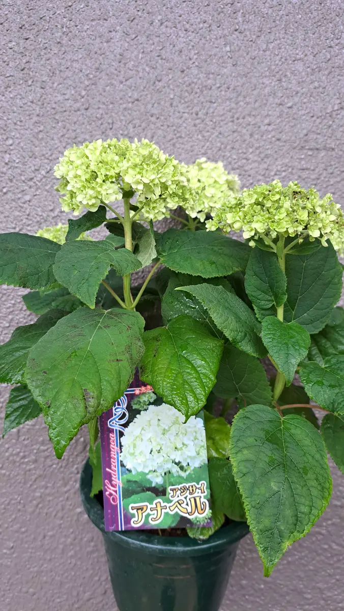 アナベル｜園芸日記by金子 明人｜みんなの趣味の園芸｜1088339