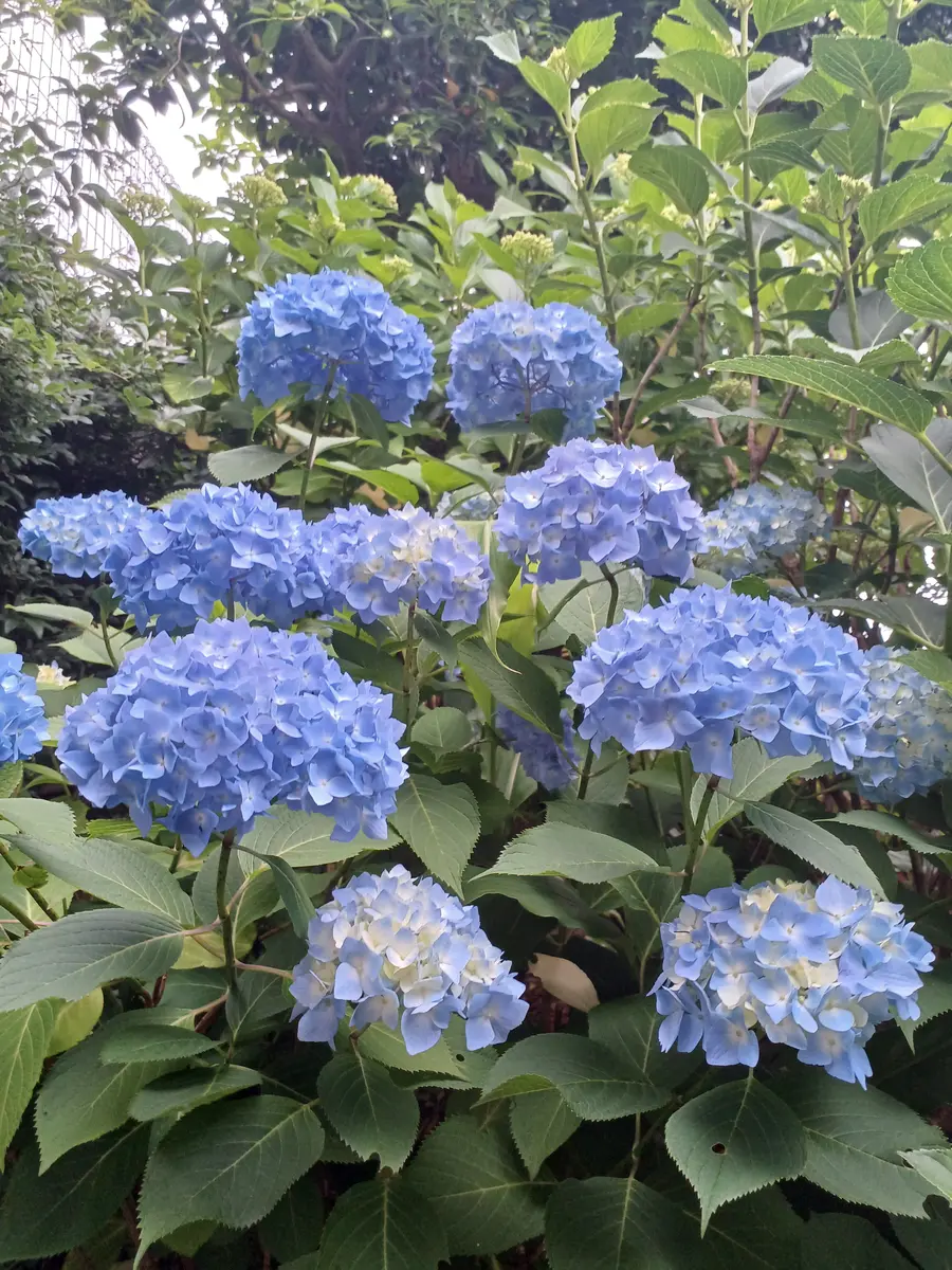 💚💙💜紫陽花、色ずいてます。｜園芸日記byMasumimama｜みんなの