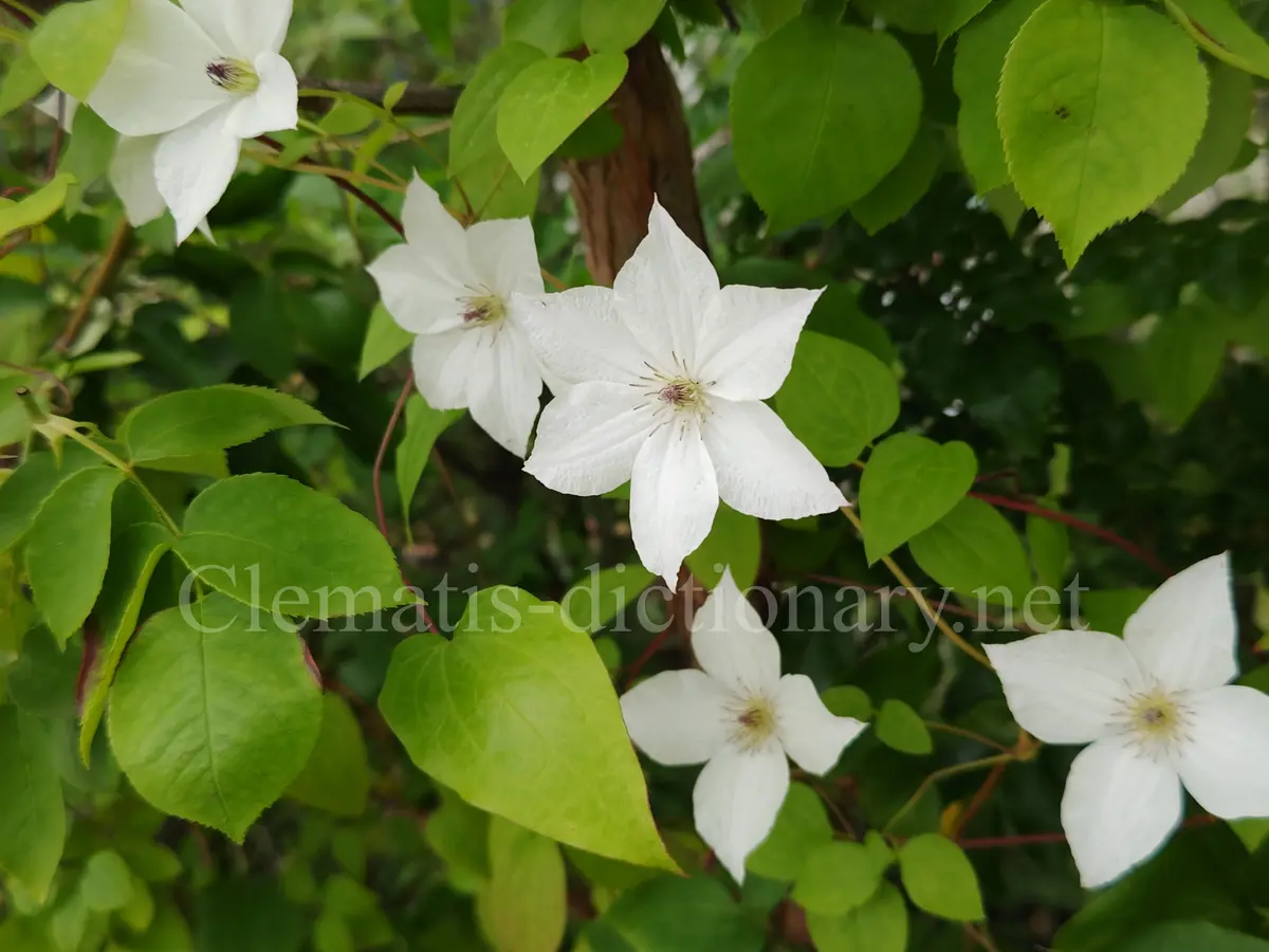 クレマチス フォーエバーフレンズ、カール、エトワールバイオレット