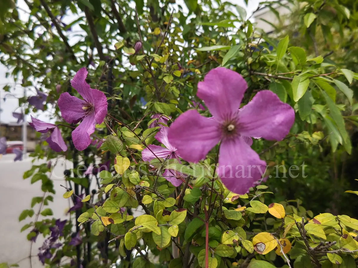 クレマチス フォーエバーフレンズ、カール、エトワールバイオレット