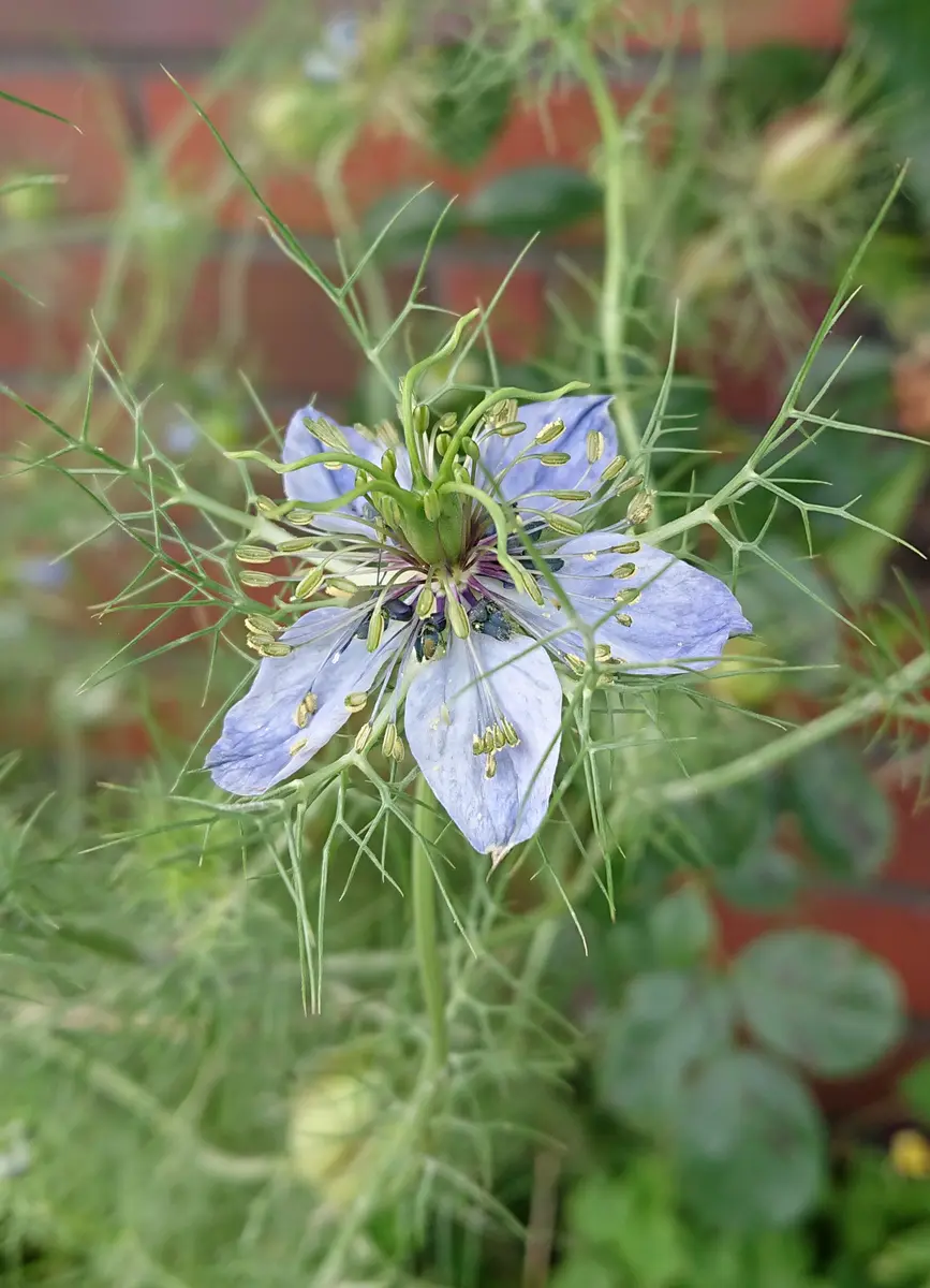 紫陽花のお礼肥えと土増しと消毒殺虫♪ | silkyさんの