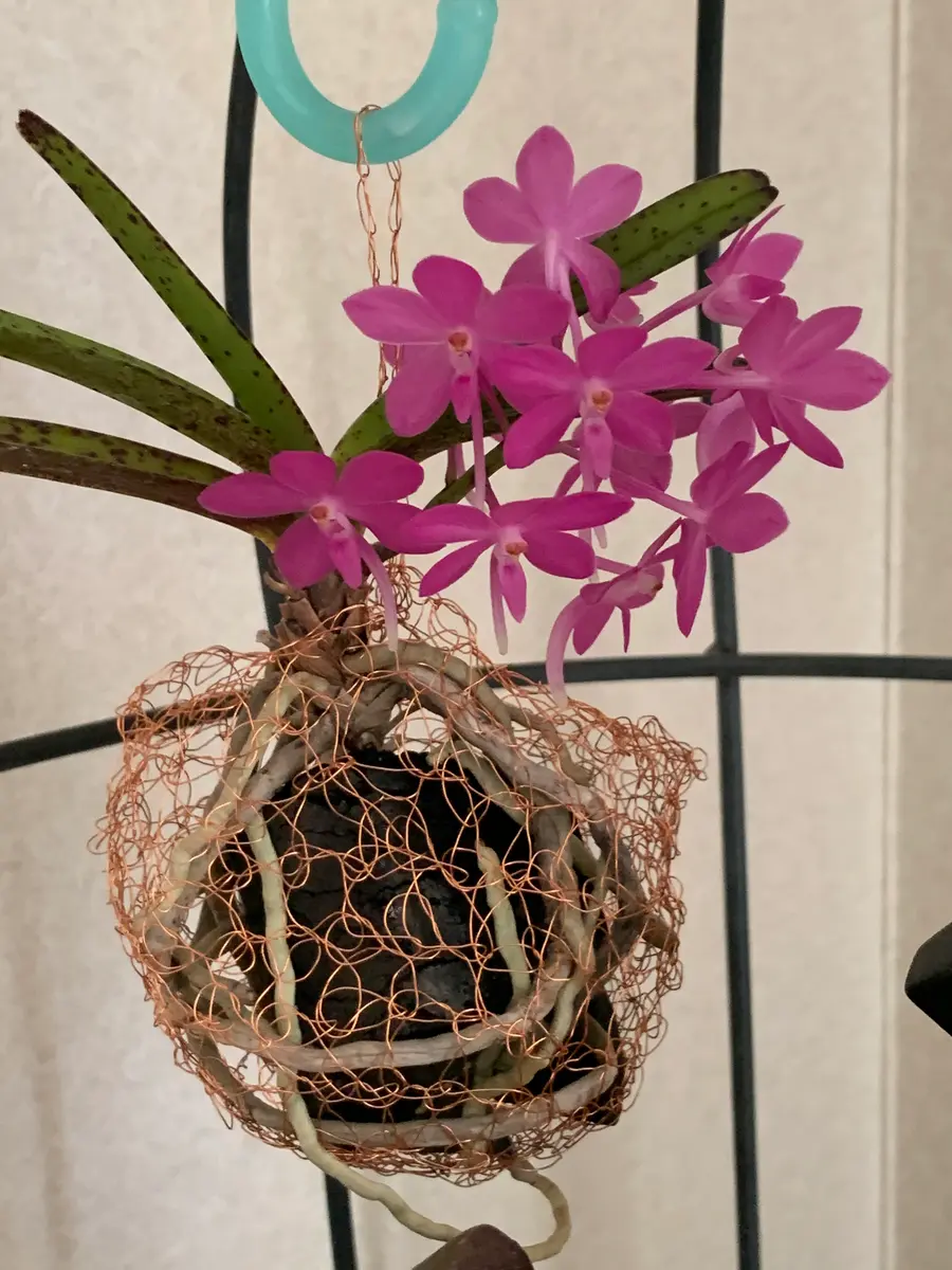 チェリーブロッサム・オメガ｜園芸日記byアオサギ｜みんなの趣味の園芸