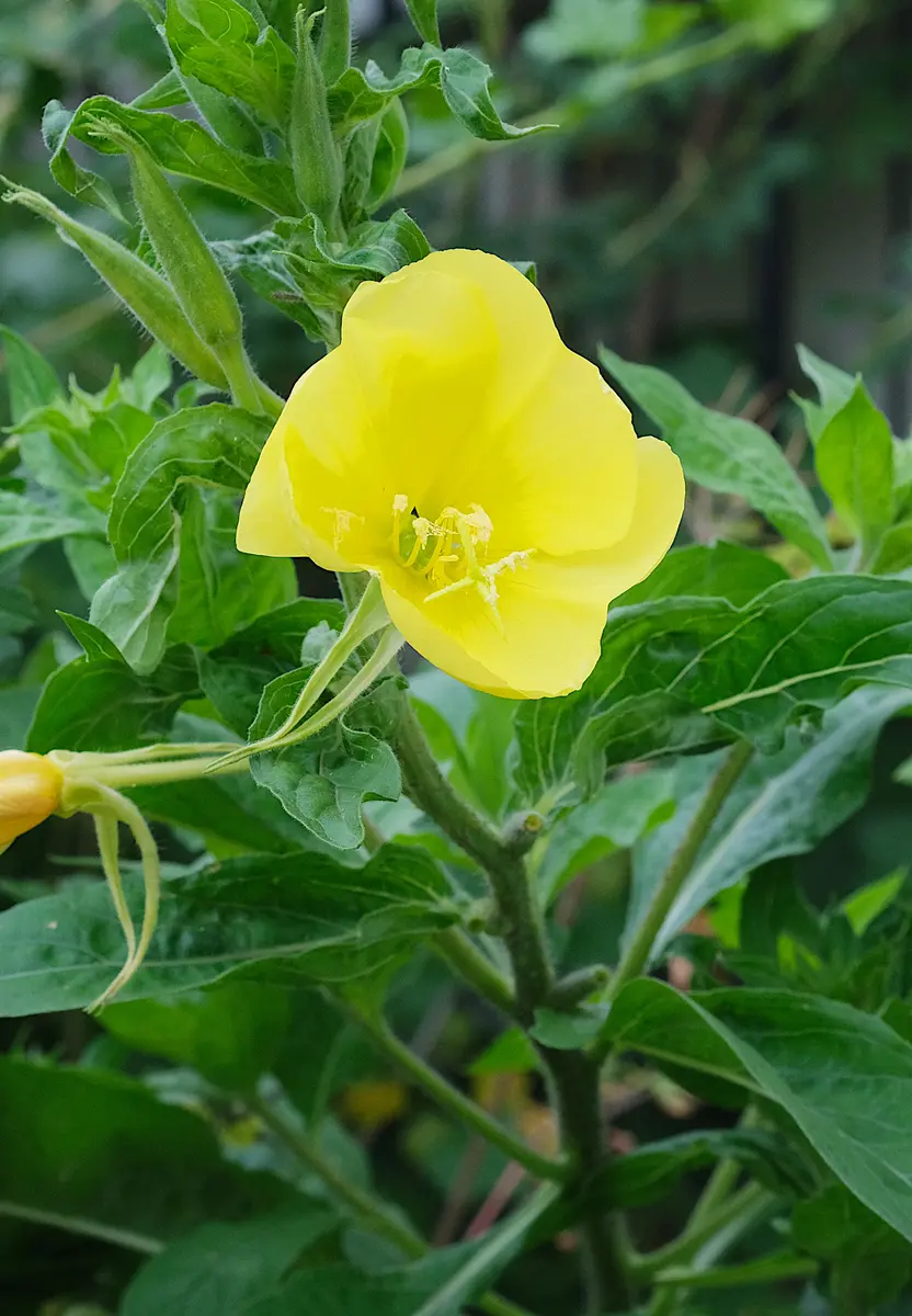 月見草｜園芸日記byるーたん｜みんなの趣味の園芸｜1089389
