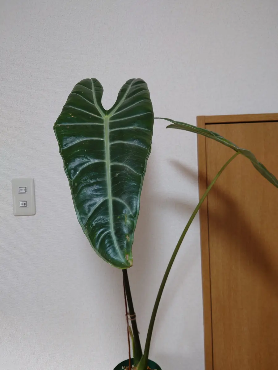 アロカシア ワトソニアナ 大株植え 専用ページです