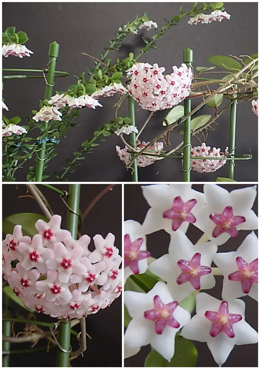 満開のサクララン🌸｜園芸日記byタータン｜みんなの趣味の園芸｜1089660