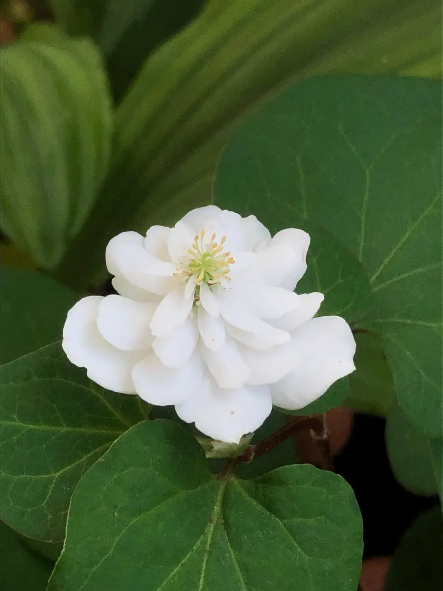 八重のドクダミ｜園芸日記byえびねっ子｜みんなの趣味の園芸｜1089948