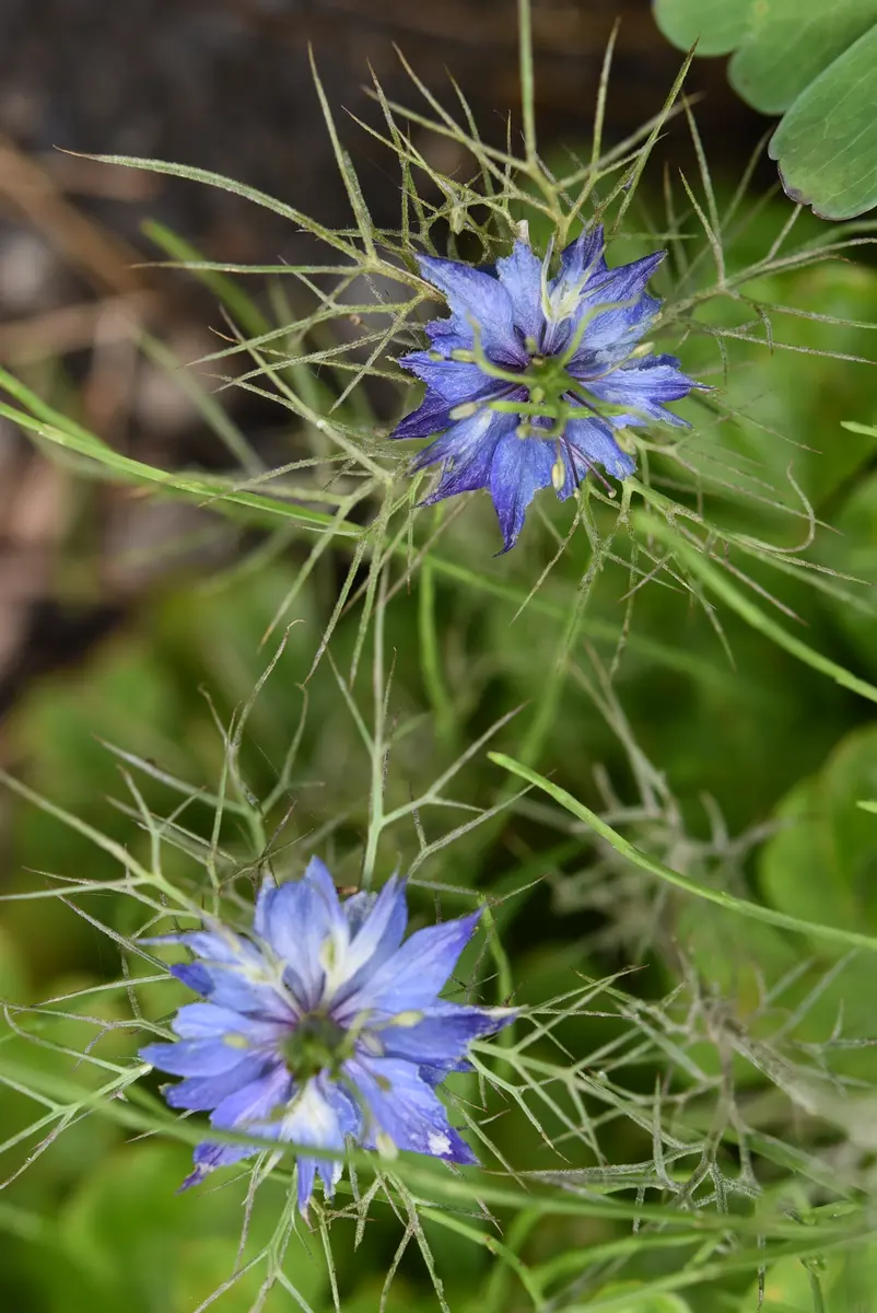 プラナム種　花の種　ルリタマアザミ　宿根草　　ニゲラ　プラナム　ニゲラ種 初心者さん向け】放任でもOK！ こぼれ種で毎年花咲くニゲラ