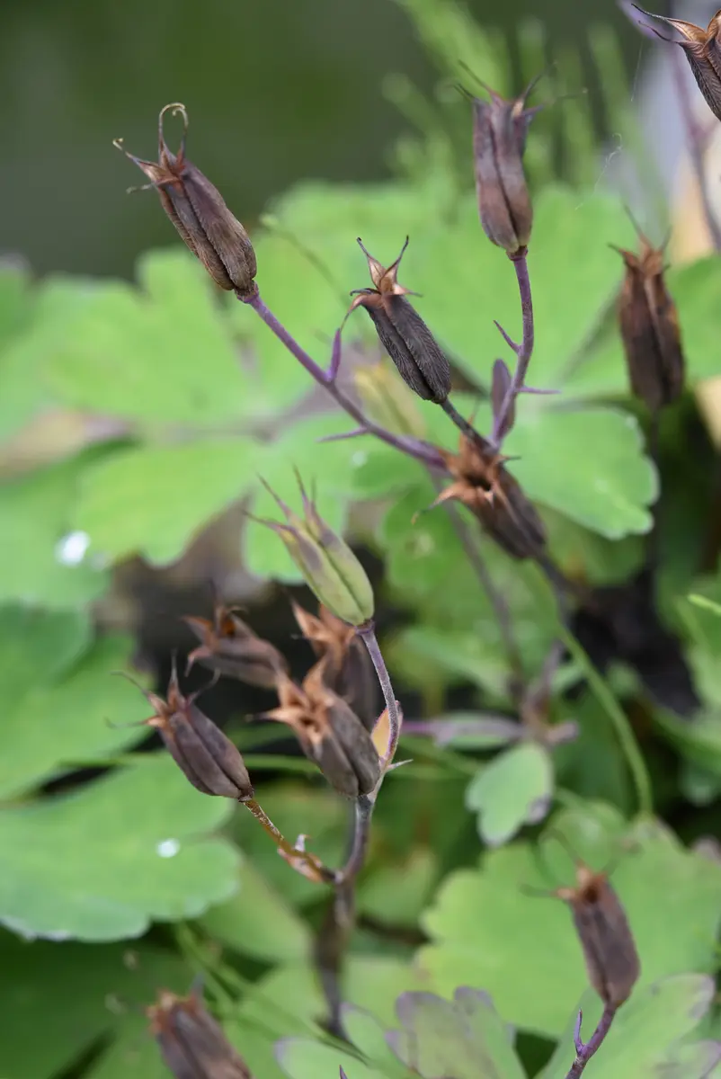 ニゲラ(黒種草)|園芸日記by赤いハナミズキ|みんなの趣味の園芸 ニゲラ(黒種草)|園芸日記by赤いハナミズキ|みんなの趣味の園芸