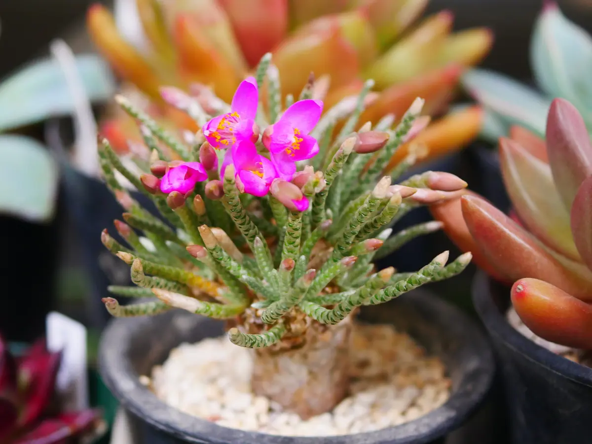 アボニア　クイナリア　　　　　　　ピンク花の多肉植物 約43mm アボニア クイナリア ピンク花の多肉植物 約43mm - メルカリ