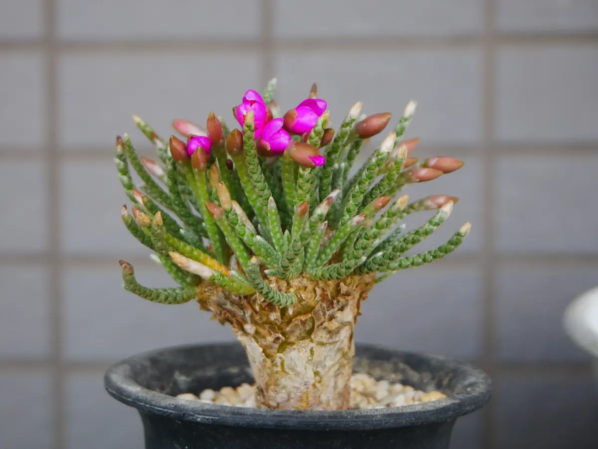 アボニア　クイナリア　　　　　　　ピンク花の多肉植物 約43mm アボニア クイナリア ピンク花の多肉植物 約43mm - メルカリ