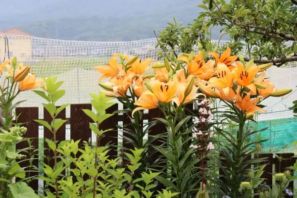 オレンジっぽい赤の百合球 オレンジっぽい赤の百合球 オレンジっぽい赤の百合球 楽天市場】ユリ