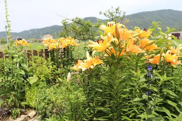 オレンジの百合｜園芸日記byann｜みんなの趣味の園芸｜1090210