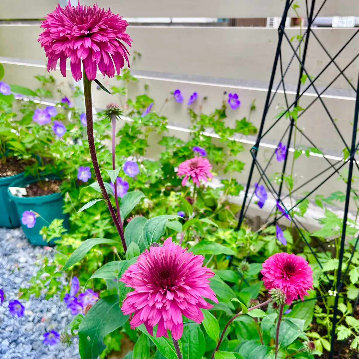 ラズベリートラッフルの花茎🎵｜園芸日記bymasaさん｜みんなの趣味の