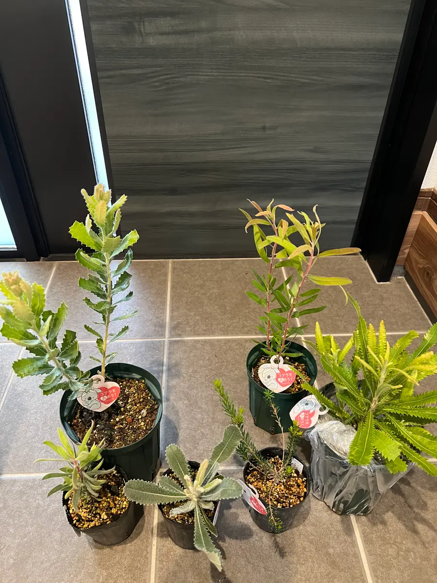 オージープランツセット 【公式通販】