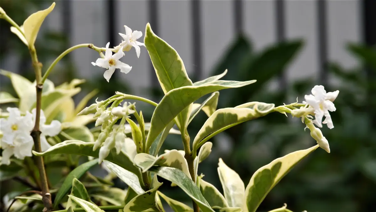 唐定家葛(トウテイカカズラ)｜園芸日記byshinji70｜みんなの趣味の園芸