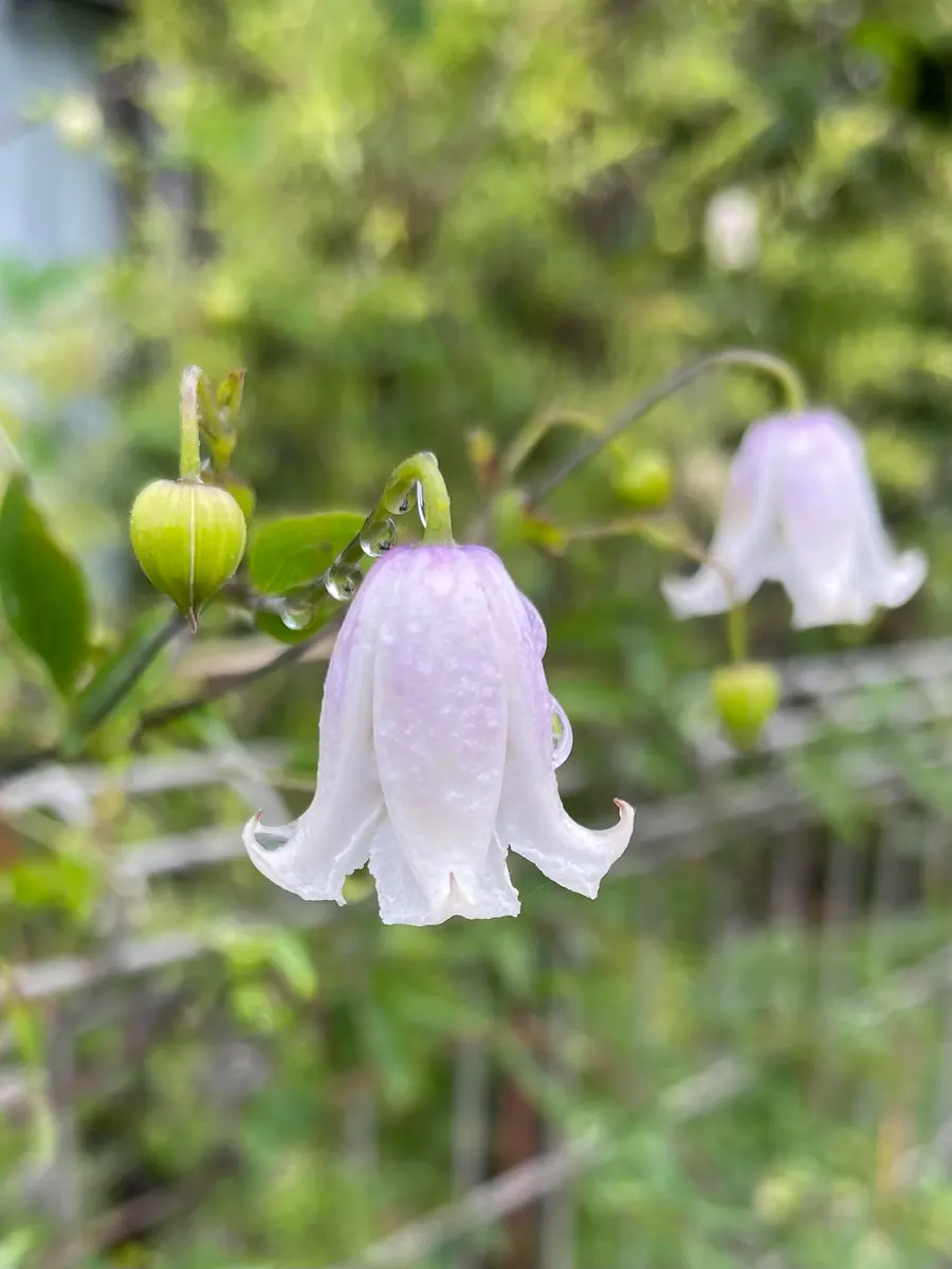 雨の中のクレマチス🌸 6/9｜園芸日記bynamihei｜みんなの趣味の園芸