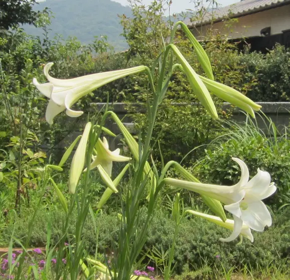 タカサゴユリ｜園芸日記byしまくじら｜みんなの趣味の園芸｜109101