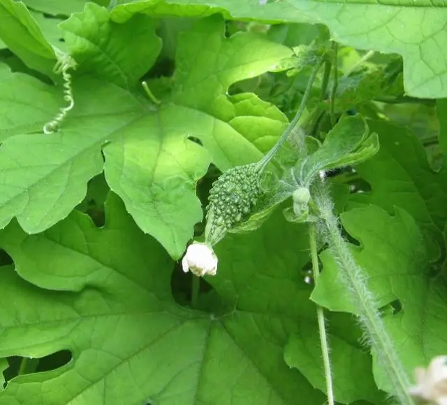 タカサゴユリ｜園芸日記byしまくじら｜みんなの趣味の園芸｜109101