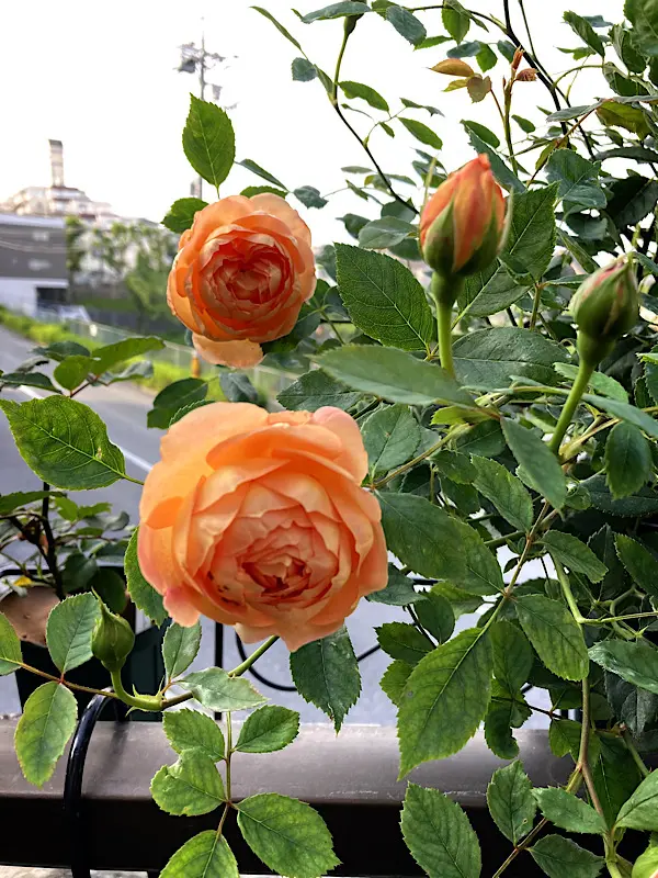専用】カトラン「2つのインドバラの花束」「ピンクの背景の