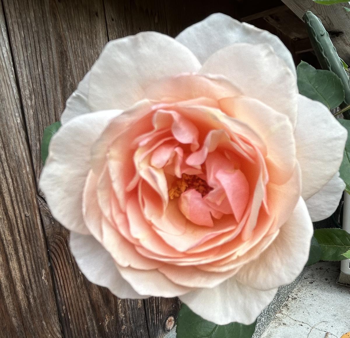 たまくしげ 二番花 園芸日記by菊紫榮 1091071