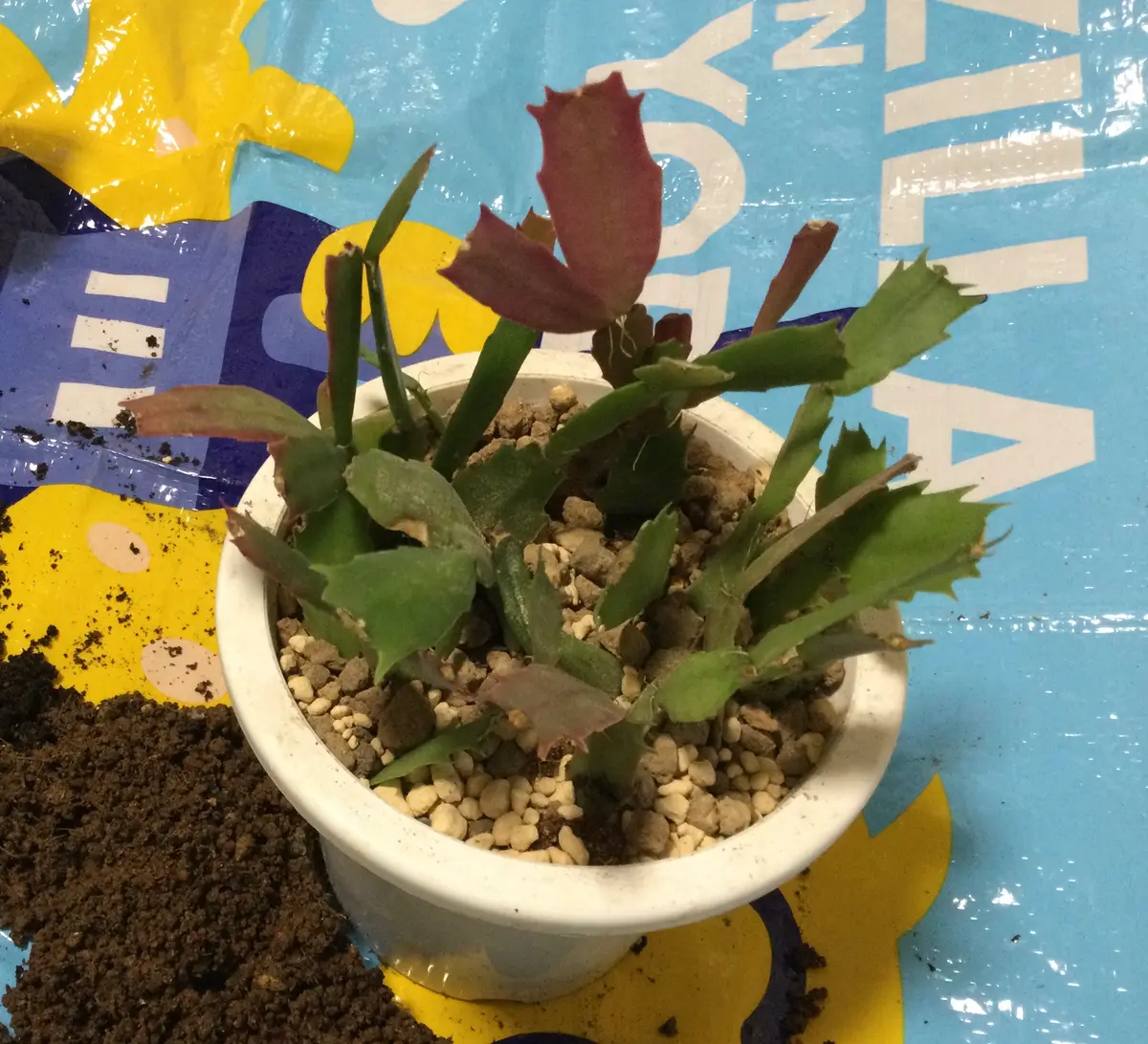 デンマークカクタス、今日も植え替え^^｜園芸日記bysumireco｜みんなの 