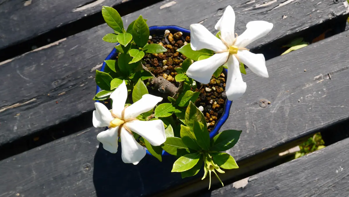 盆栽 クチナシ　根本極太約5cm　花目3個 盆栽 クチナシ 根本極太約5cm 花目3個