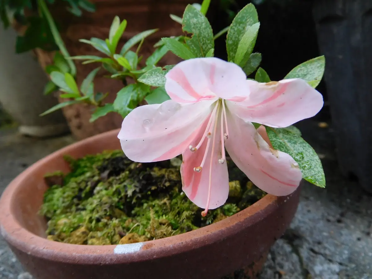 サボテン「新天地錦」 つつじ｜園芸日記byひょこりんそう｜みんなの