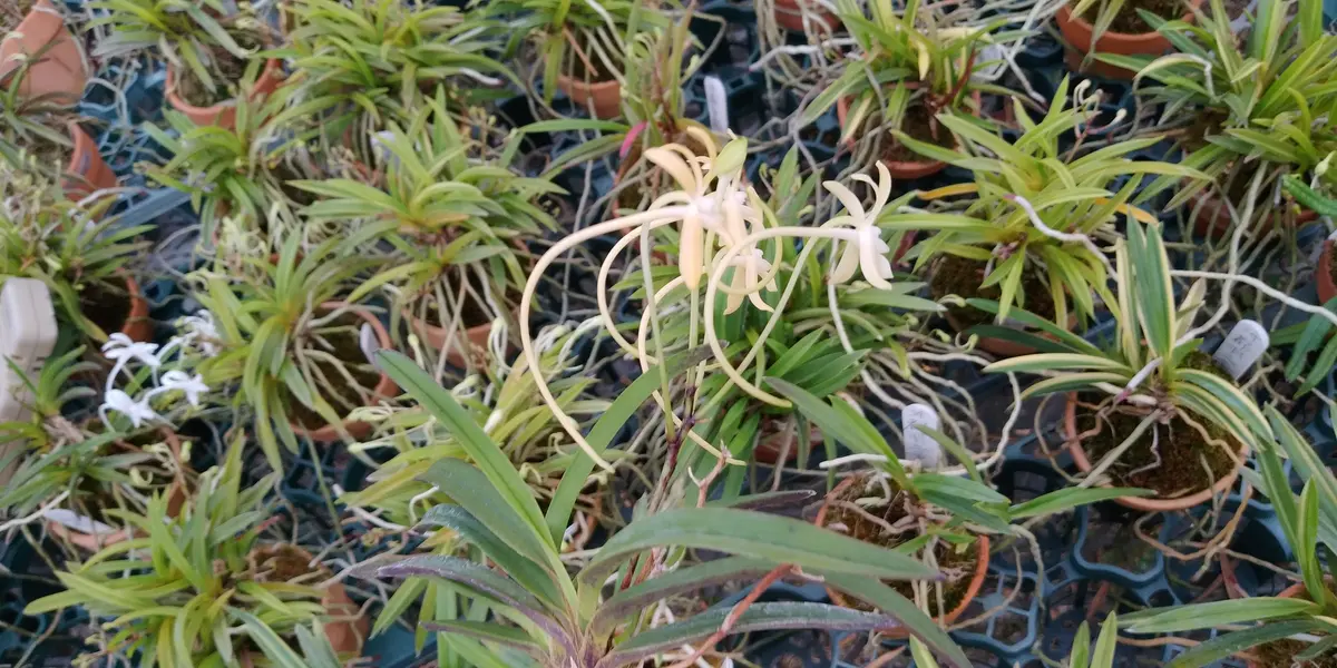 フウランって、ホントにいい香りがします。｜園芸日記by富山昌克