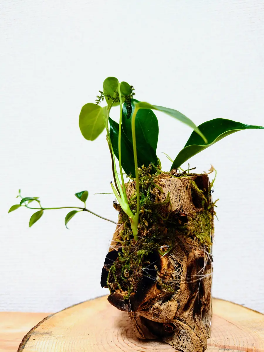 サボテンの骨を住処にした、植物さんたち。｜園芸日記byPlantskafka