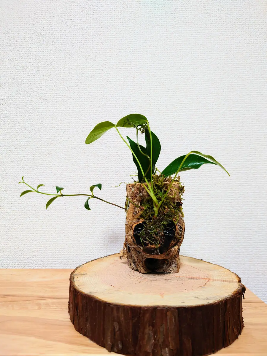 サボテンの骨を住処にした、植物さんたち。｜園芸日記byPlantskafka