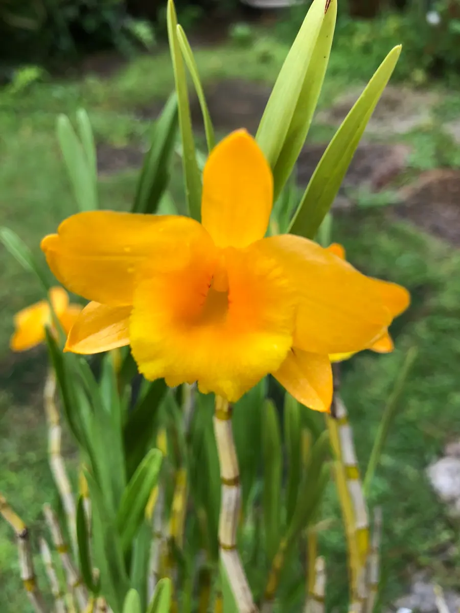 姫竹葉セッコクではなくて〝台湾セッコク〟｜園芸日記bydenndoro-k