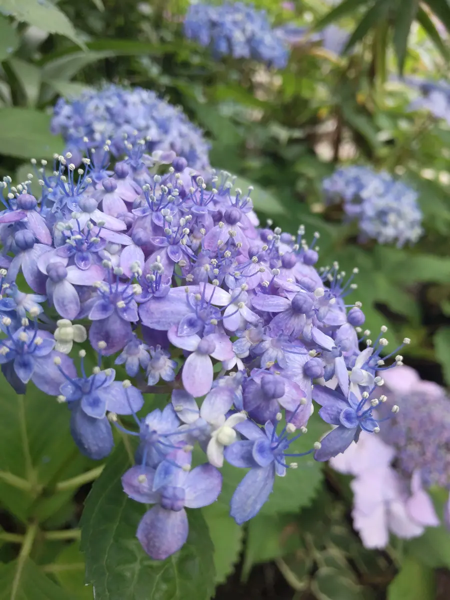 紫陽花パステル画８号 紫陽花パステル画8号