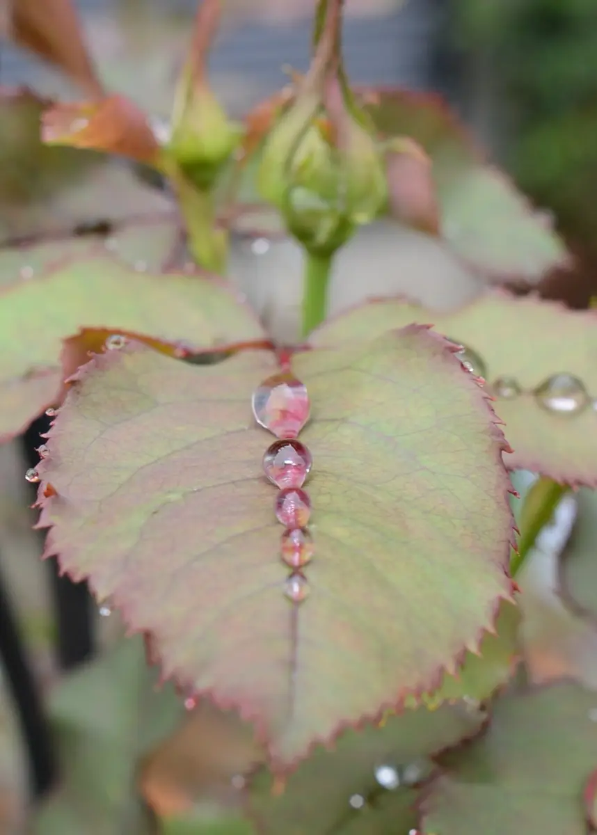 クレマチス マダム•バロン•バイロード 2年生苗 正規品ラベル付き ﾏﾀﾞﾑﾊﾞﾛﾝﾊﾞｲﾗｰﾄﾞの日記一覧|べっしーさんの園芸日記-みんなの趣味の園芸