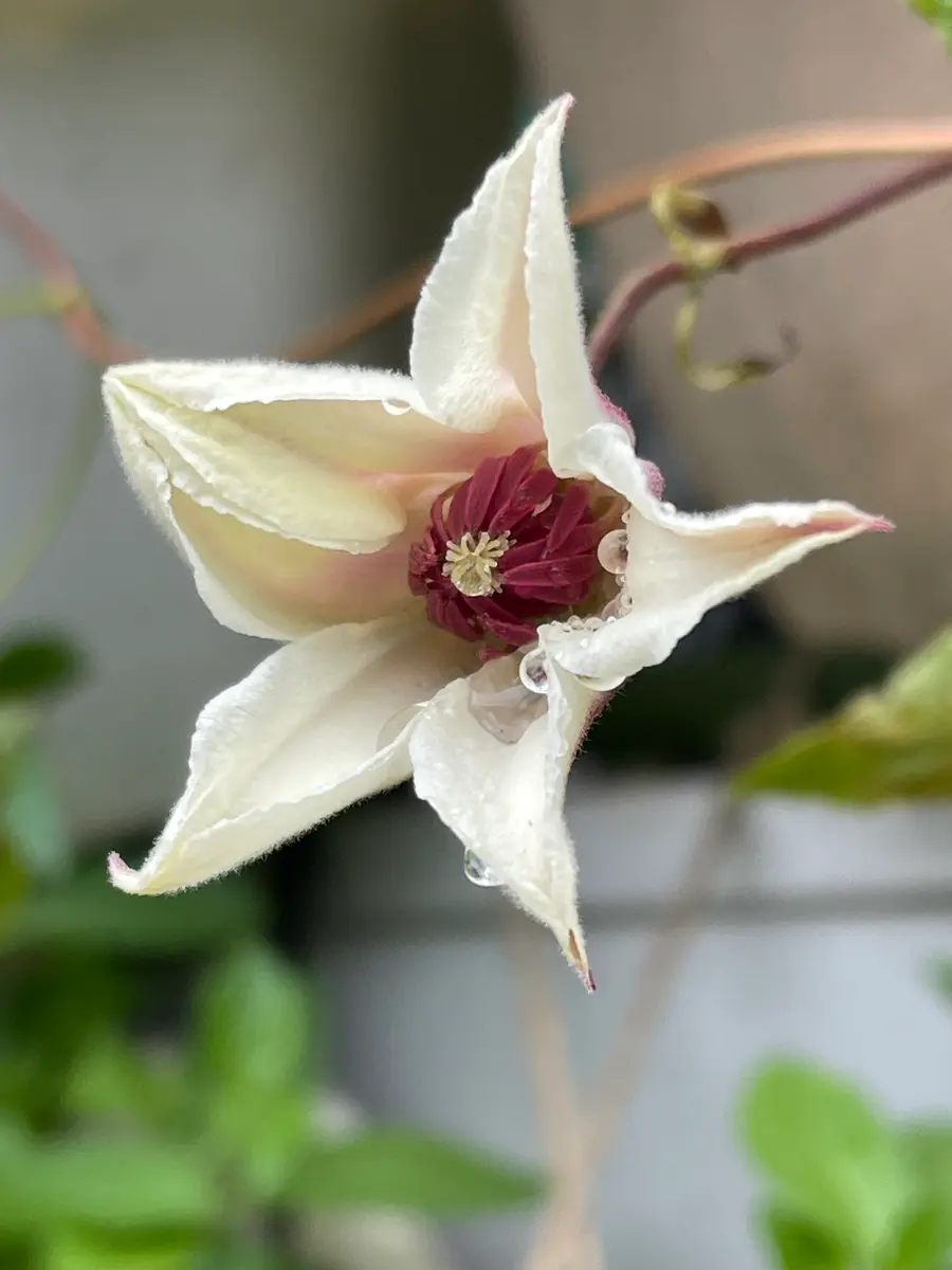 咲く花 枯れる花｜園芸日記byMemoryofHappyRose｜みんなの趣味の園芸