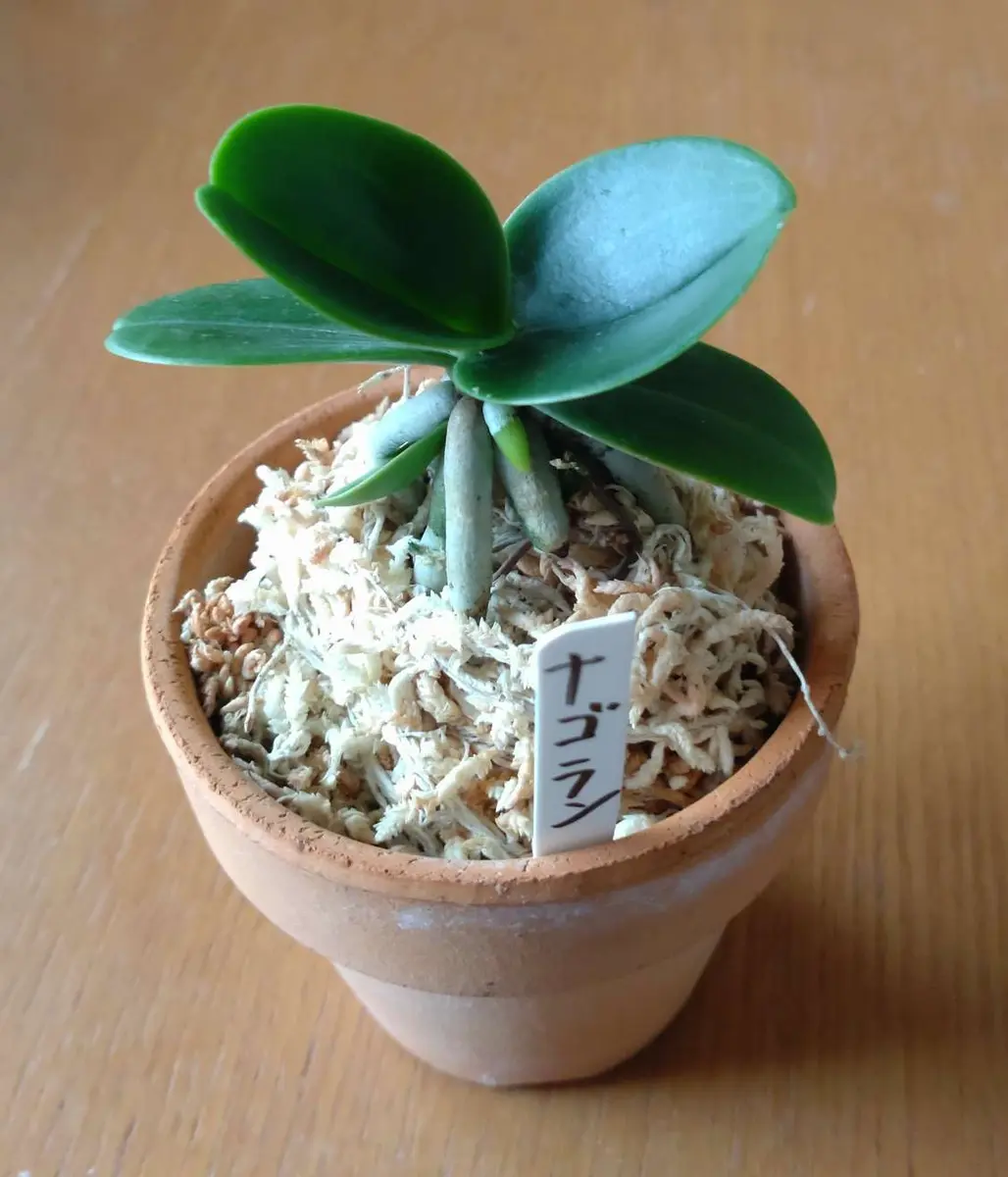 ナゴランが売ってあった！｜園芸日記by遅咲｜みんなの趣味の園芸｜1092773