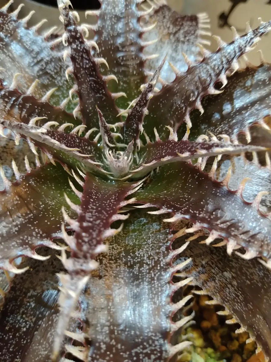 ディッキア ビルベイカー Dyckia tracking code BCC 【公式通販】